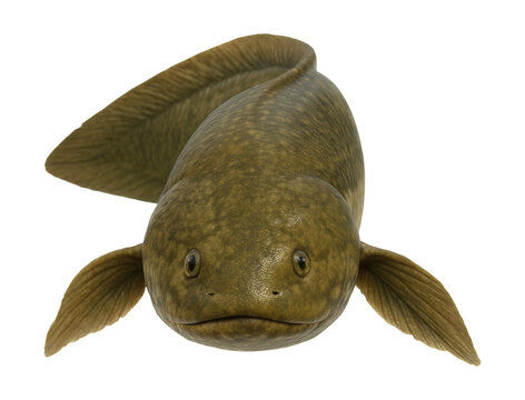 African lungfish with prominent lateral line and a broad, rounded head.