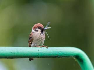 A sparrow bird sits with a beak full of dragonflies on a metal pipe for chicks at the nest