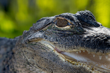 Close up image of a baby alligator face with emphasis on its eye
