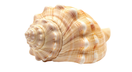 Beautiful natural conical seashell with spiral patterns on an isolated transparent background