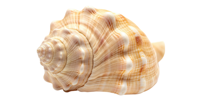 Beautiful natural conical seashell with spiral patterns on an isolated transparent background
