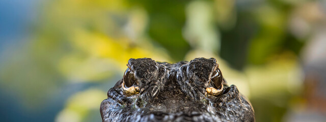 Close up of a baby alligator looking at camera with jungle foliage diffused in the background