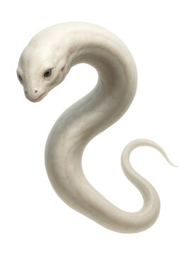 Pale, elongated creature with diminished eyes.