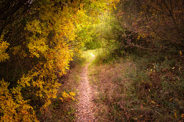 paisaje otoñal el camino rodeado de follaje en otoño con colores amarillos, ocres y verdes