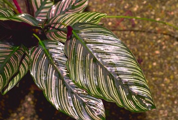 Goeppertia ornata (Calathea ornata) - Calathea, Pinstripe Plant

