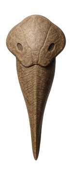 Ordovician jawless fish fossil featuring an elongated body and unique head shield.