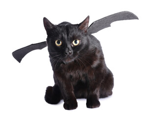 Halloween celebration. Cute cat with bat wings on white background