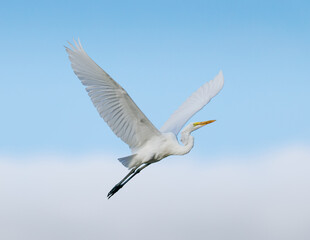 Great Egret on Cloud 9