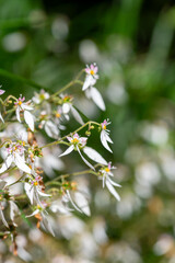 Creeping saxifrage (saxifraga stolonifera) flowers in bloom