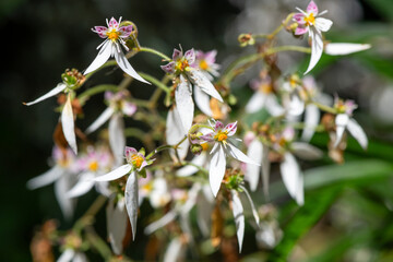 Creeping saxifrage (saxifraga stolonifera) flowers in bloom
