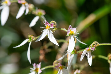 Creeping saxifrage (saxifraga stolonifera) flowers in bloom
