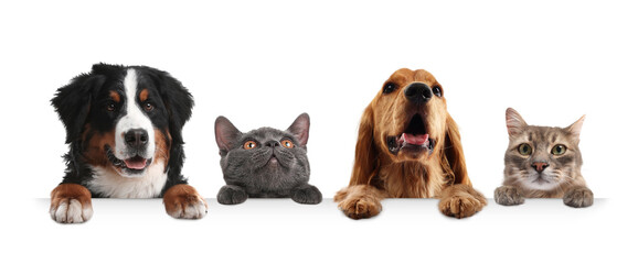 Obraz premium Cats and dogs peeking out on white background. Animals holding their paws on banner
