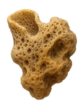 Cambrian sponge fossil featuring a porous texture and irregular shape.
