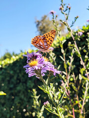 Orange butterfly on aster flowers 