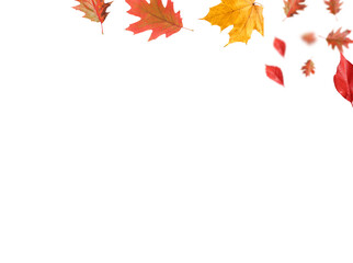 Autumn leaves flying in air on white background