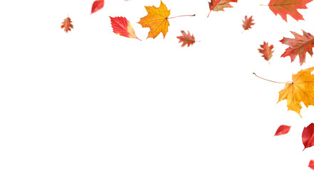 Autumn leaves flying in air on white background