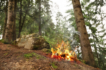Fire in mountain forest, low angle view. Danger of wildfire