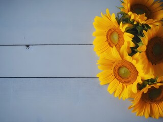 Sunflower flowers yellow brighten a simple blue background