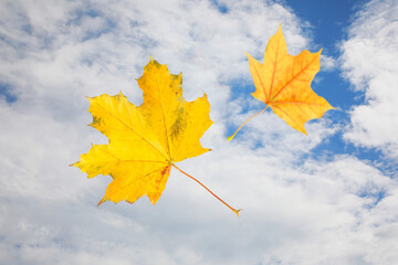Golden maple leaves flying in blue sky with clouds. Autumn season