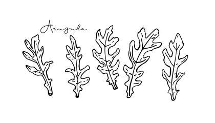 Arugula leaves, Fruits hand drawn doodle sketch. Vegetable for Mediterranean or vegan diet, for advertising, packaging. For menu, cafe, restaurant, poster, banner, emblem, sticker. Vegetable greens.
