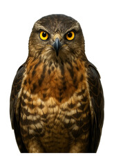 Obraz premium Vigilant bird with vibrant yellow eye and round, dark center.