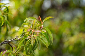 Santalum freycinetianum, the forest sandalwood, Freycinet sandalwood, or ʻIliahi, is a species of flowering tree in the European mistletoe family, Santalaceae. Kamanaiki Ridge Trail, Honolulu, Oahu