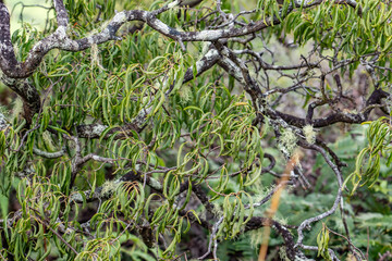 Fototapeta premium Santalum freycinetianum, the forest sandalwood, Freycinet sandalwood, or ʻIliahi, is a species of flowering tree in the European mistletoe family, Santalaceae. Kamanaiki Ridge Trail, Honolulu, Oahu