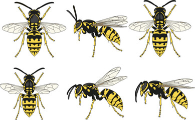 Detailed Wasp Insect Illustrations – Dorsal and Lateral Views for Entomology, Species Identification, Anatomy Study, and Educational Vector Use