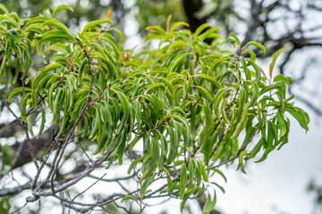 Santalum freycinetianum, the forest sandalwood, Freycinet sandalwood, or ʻIliahi, is a species of flowering tree in the European mistletoe family, Santalaceae. Kamanaiki Ridge Trail, Honolulu, Oahu