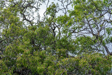 Santalum freycinetianum, the forest sandalwood, Freycinet sandalwood, or ʻIliahi, is a species of flowering tree in the European mistletoe family, Santalaceae. Kamanaiki Ridge Trail, Honolulu, Oahu