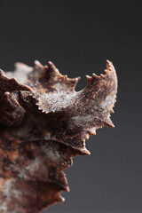 Obraz premium Macro shot of a textured, brown lizards skin showcasing intricate detail and sharp edges. Ideal for nature, wildlife, or abstract designs. Represents adaptation, survival.