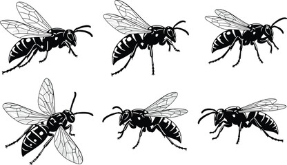 Wasp silhouette vector set with black and white insect illustrations, side profiles, wing details, and entomology graphics