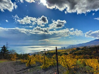 Obraz premium Seascape in clear sunny weather. Vineyards, large clouds, mountainous terrain