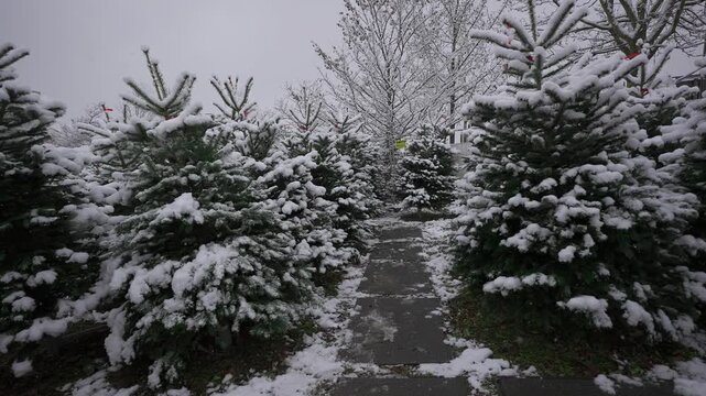 Rows covered in snow fur trees at Christmas and New Year Eve fair in snowy weather in Munich, Germany. Selling Christmas trees at German farmers market in snowfall. Fair of conifers to decorate home. 