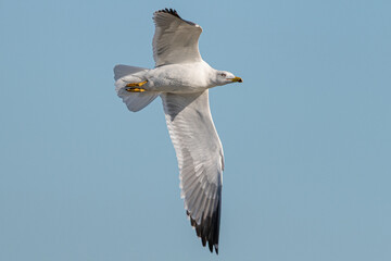 Obraz premium Larus delawarensis with outstretched wings flying against a clear blue sky aiguamolls emporda girona spain