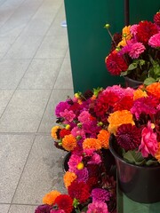 Vibrant Dahlia Flower Bouquets in Buckets at Local Market; Vibrant Dahlia Flower Bouquets in Buckets at Local Market