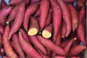 호박 맛의 신선한 고구마