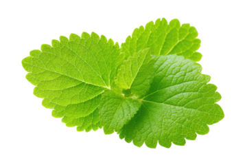 Close-up of two overlapping vibrant green leaves