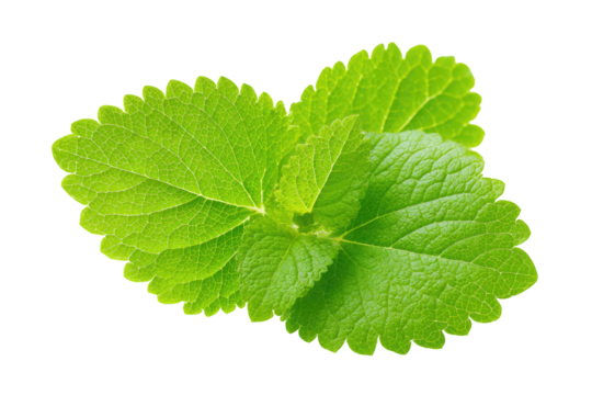 Close-up of two overlapping vibrant green leaves