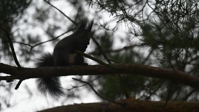 Dark Morph Squirrel Signaling with Vigorous Tail Flagging