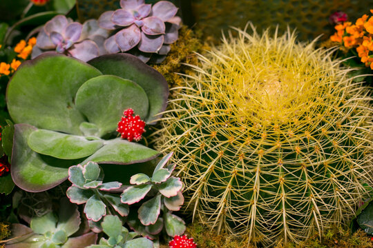 New York City, NY. close of of barrel cactus and other succulents. 