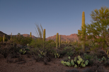 Arizona deserts saguaro cactus in Arizona at twilight