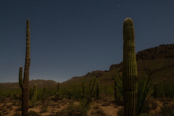 Arizona deserts' saguaro cactus in Arizona under a moonlit star filled night