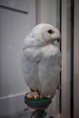 A white owl with amber eyes perches on a green topped post indoors. Its head turns to the side, talons grip the stand, and soft light highlights feather detail.