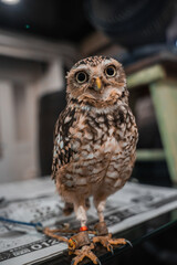 A small owl with jesses and anklets stands on a tabletop indoors, looking forward. Papers sit beneath its feet and soft furnishings blur behind, close portrait framing.