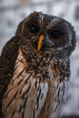A close up owl fills the frame, deep black eyes and yellow beak in view. Indoor setting with blurred exhibit hints in Hiroshima and Itsukushima, Japan.