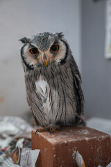 A small owl with orange eyes perches on a scuffed brown block indoors in Hiroshima. White facial disk and chest streaks stand out, with newspapers scattered around.