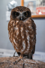 A small brown owl with mottled plumage perches on a rock indoors at a Hiroshima wildlife exhibit, framed poster and displays blur behind as the bird stays alert.