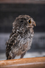 A small mottled brown and gray owl perches on a wooden rail near Hiroshima or Itsukushima, close up detail shows amber eye, rounded beak, and alert curious pose.