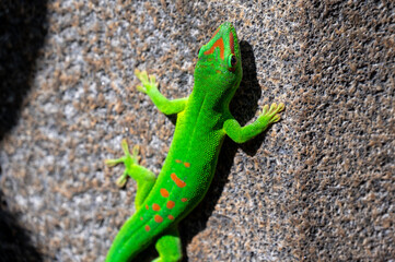 Mauritius ornate day gecko climbing on a stone